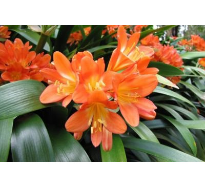 Клівія кіноварна (Clivia miniata )